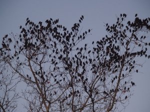 Sığırcık Kuşlarının Dansı Hayran Bıraktı