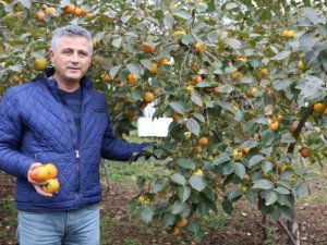İsmi Trabzon Hurması Ama En Çok Başka Yerlerde Üretiliyor