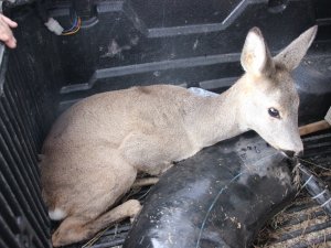 Yaralı Karaca Tedavisinin Ardından Doğaya Bırakıldı