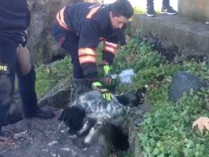 Kayalıklara Sıkışan Köpek Kurtarıldı