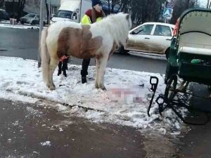 Rusya’da At İle Otomobil Çarpıştı