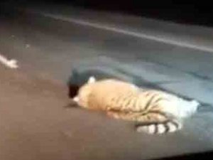 Rusya’da Nesli Tükenmekte Olan Kaplana Araba Çarptı