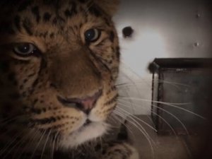 Vücudunda Tümör Bulunan Leopar Ameliyat İçin Moskova’ya Götürüldü