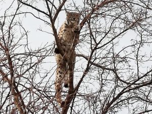 Kırmızı Listedeki Vaşak Erzincan’da Görüntülendi