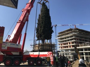 55 Yıllık Selvi Ağacı İşte Böyle Taşındı