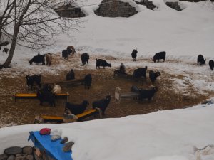 Şırnak’ın Dağ Köylerinde Zorlu Yaşam
