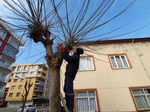 Daha Sağlıklı Ve Yeşil Doğa İçin Ağaç Budaması Yapılıyor
