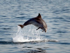 Yüzlerce Yunus Fransa Kıyılarına Vurdu