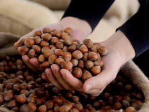 Tmo’nun Piyasaya Fındık Satmasına Günler Kala Fındık Fiyatları Düşmeye Devam Ediyor