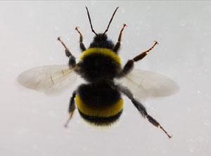 Böcek ilaçları yaban arısı yavrularının beyninde kalıcı hasara yol açıyor