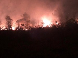 Artvin’de Orman Yangını