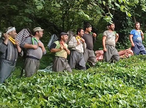 Gürcistan’da Koronavirüs Vakalarının Görülmesi Çay Üreticisini Tedirgin Etti