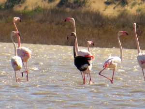 Siyah Flamingo Tekrardan Türkiye’de