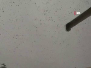 Irak’ta Çekirge Sürüleri Ekinlere Saldırdı