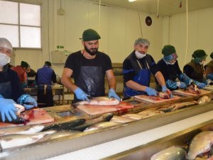 Gürdoğan: Doğu Karadeniz’den Su Ürünleri İhracatındaki Artışı Karşılamak İçin Yeni Yatırımlar Yapmak Gerekiyor"