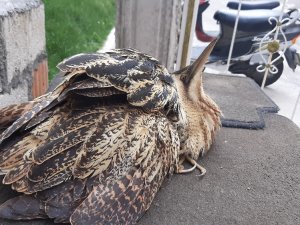 Nesli Tükenmekte Olan Kuş Adıyaman’da Görüldü
