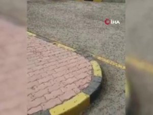 Umman’da Karınca İstilası