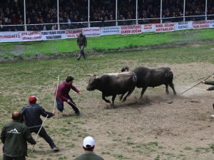 Korona Virüsü Boğa Güreşlerini De Vurdu