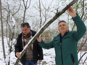 Uzmanlardan Fındık Üreticilerini Rahatlatan Açıklama