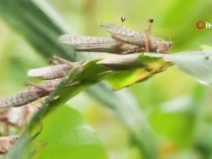 Afrika’dan Gelen Çöl Çekirgeleri 25 Milyon İnsanı Tehdit Ediyor