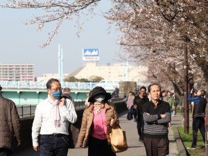 Japonya’da ’Sakura’ Coşkusuna Korona Virüsü Engeli