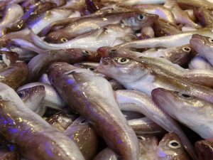 Trabzon’da Balık Tezgahlarında ‘Korona’ Sessizliği