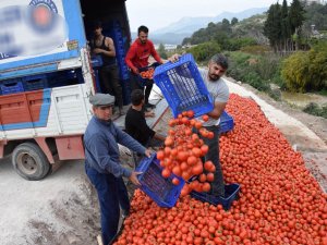 Fiyatı 50 Kuruşa Düşen Domates Üreticinin Elinde Kaldı