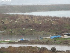 Trabzon’da Boş Kalan Sahiller Koyun Sürüsüne Kaldı