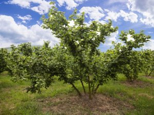 Fındık Üreticilerine Uzmanlardan Bahar Uyarısı
