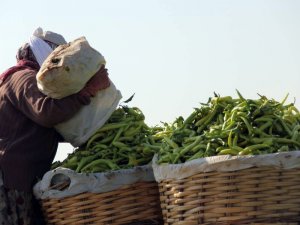 Martta Zam Şampiyonu Sivri Biber Oldu