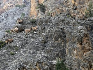 Gümüşhane Dağlarının En İhtişamlı Süsü: Yaban Keçisi