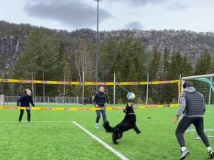 Norveçli Voleybolcunun Köpeğiyle Antrenmanı Hayran Bıraktı