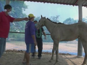 Tayland’da Afrika At Vebası Salgını Patlak Verdi: 200 At Telef Oldu