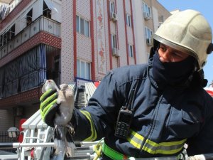 İtfaiyeden Kumru Kurtarma Seferberliği