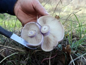 Gümüşhane’de Mantar Sezonu Başladı