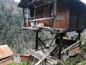 Artvin’de Kış Uykusundan Uyanan Ayılar Arı Kovanlarını Parçaladı