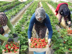 Aydın’da Çilek Üretimi Başladı