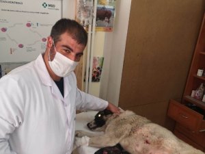 Karantinada Olan Sürü Sahibinin Köpeği Sezeryanla Kurtarıldı