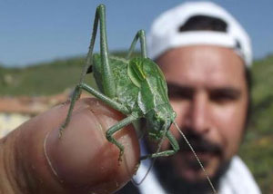 Bilim insanları uyarıyor: 'Böcek istilasına uğrayabiliriz'