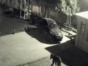 Artvin’de Kış Uykusundan Uyanıp Şehre İnen Ayılar Bu Kez Okul Bahçesinde Kameralara Yakalandı
