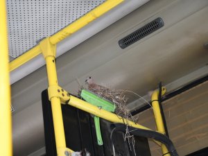 Korona Virüs Nedeniyle Çalışmayan Otobüsler Kuşların Yuvası Oldu