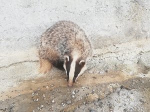 Kırmızı Listedeki Porsuk Yolda Yaralı Bulundu, Tedavi Altına Alındı