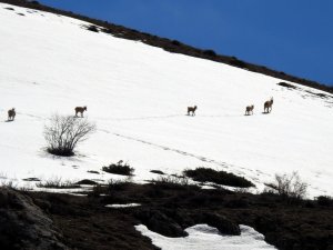 Koruma Altındaki Dağ Keçileri Munzur Dağı’nda Görüntülendi