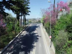 İstanbul Boğazı’nda Çiçek Açan Erguvanlar Havadan Görüntülendi