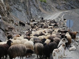 Artvin’de Yaylalara Göç Başladı