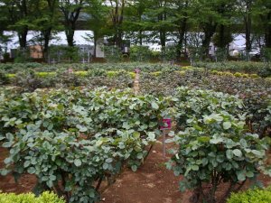 Japonya’da Parklara Gidilmesini Önlemek İçin Çiçekler Budandı