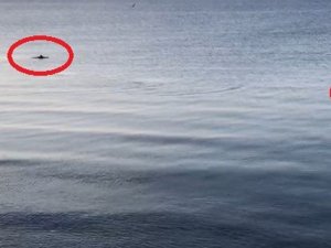 Doğa Özüne Dönüyor: Deniz Yunuslara Kaldı
