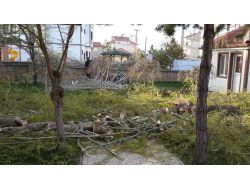 Bu İlçedeki Tüm Sögüt Ve Kavak Ağaçları Kesiliyor