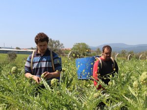 Festival İptal Olunca İnternetten Enginar Satışları Patladı