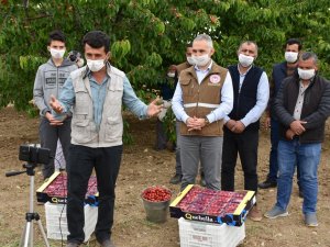 Bakan Pakdemirli Kiraz Üreticileri İle Telekonferansta Görüştü